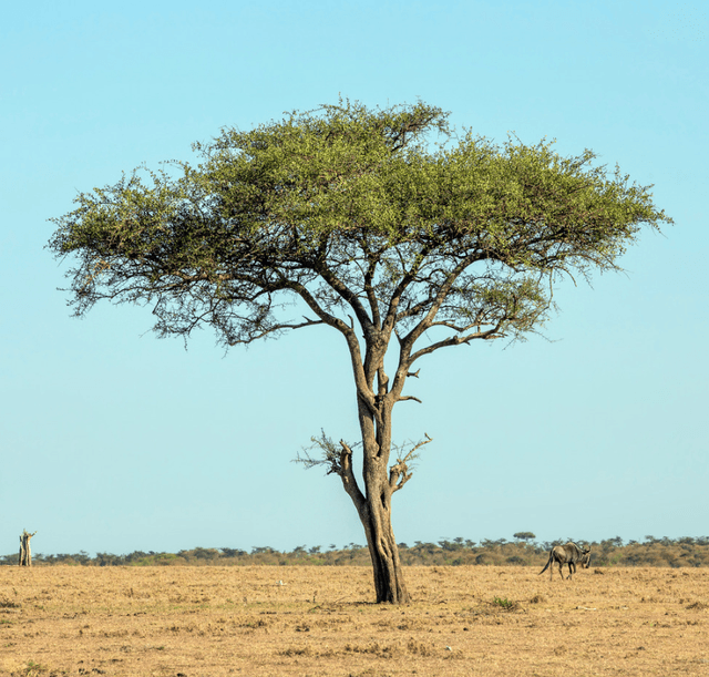 desert date (Balanites aegyptiaca)