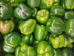 green bell pepper