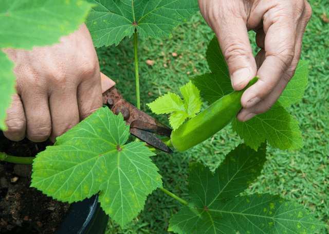 okra leaves