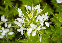 spider plant leaves