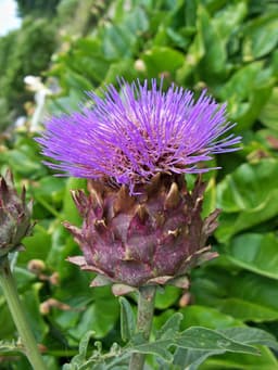 cardoon