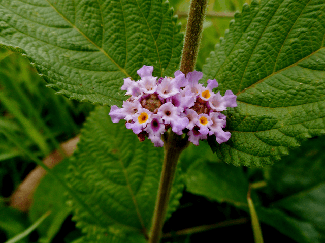 Lippia javanica
