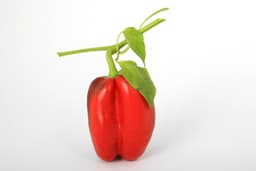 red bell pepper
