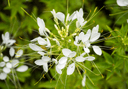 spider plant leaves